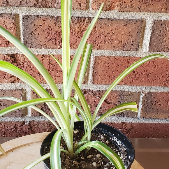Spider Plant |  Chlorophytum comosum 3" pot - Picture 8 of 8